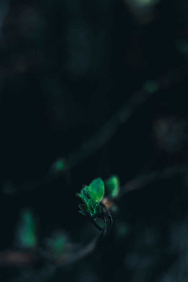 有一朵绿色的小花从地里长出来
