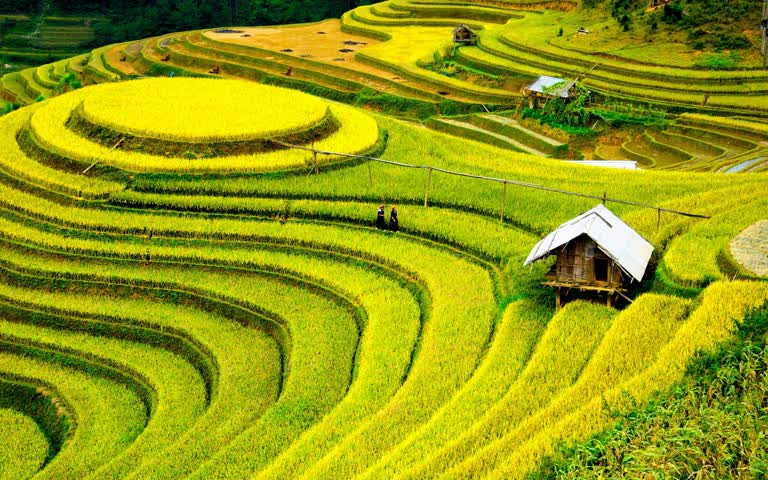 绿茵场中央坐落着一座小小屋