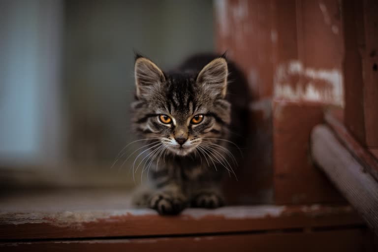 有一只小猫正在看着镜头