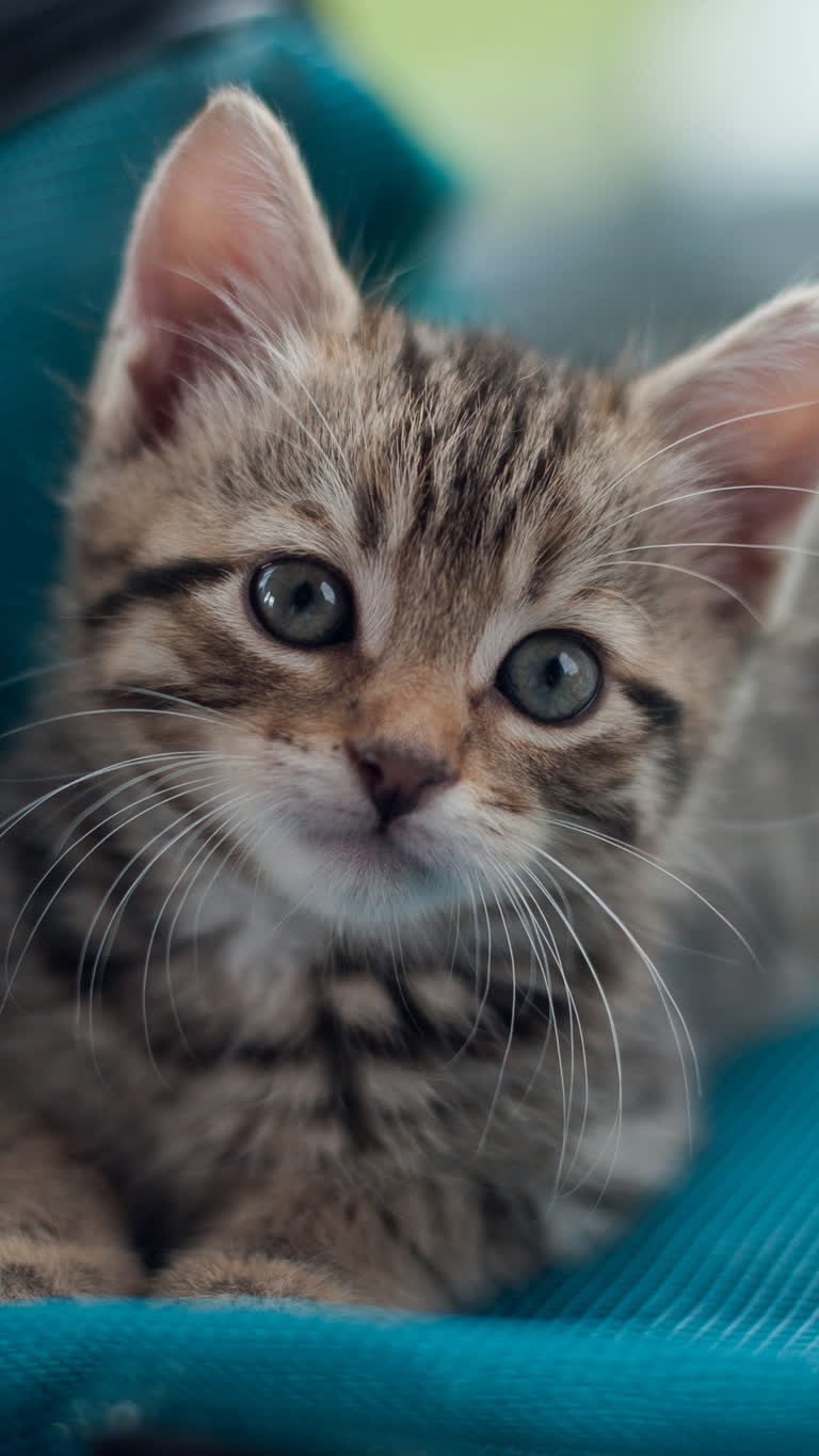 有一只小猫,正坐在蓝色的毯子上