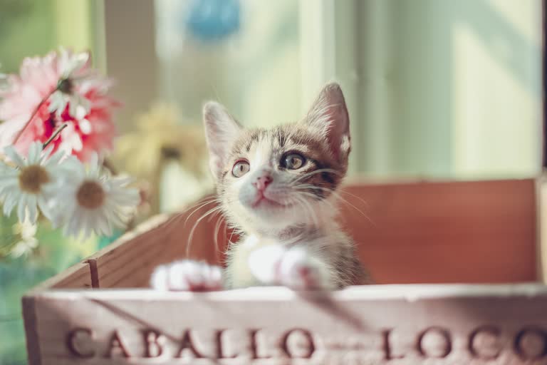 有一只小猫坐在一个盒子里