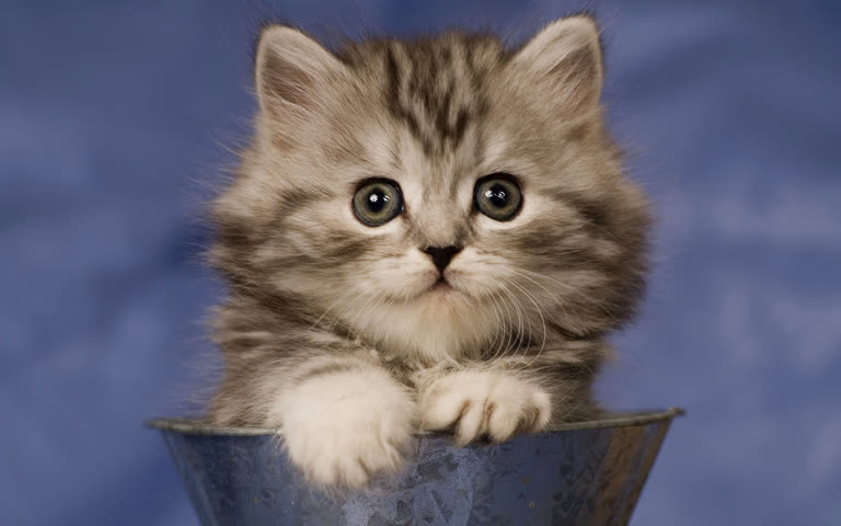 有一只小猫坐在金属桶里