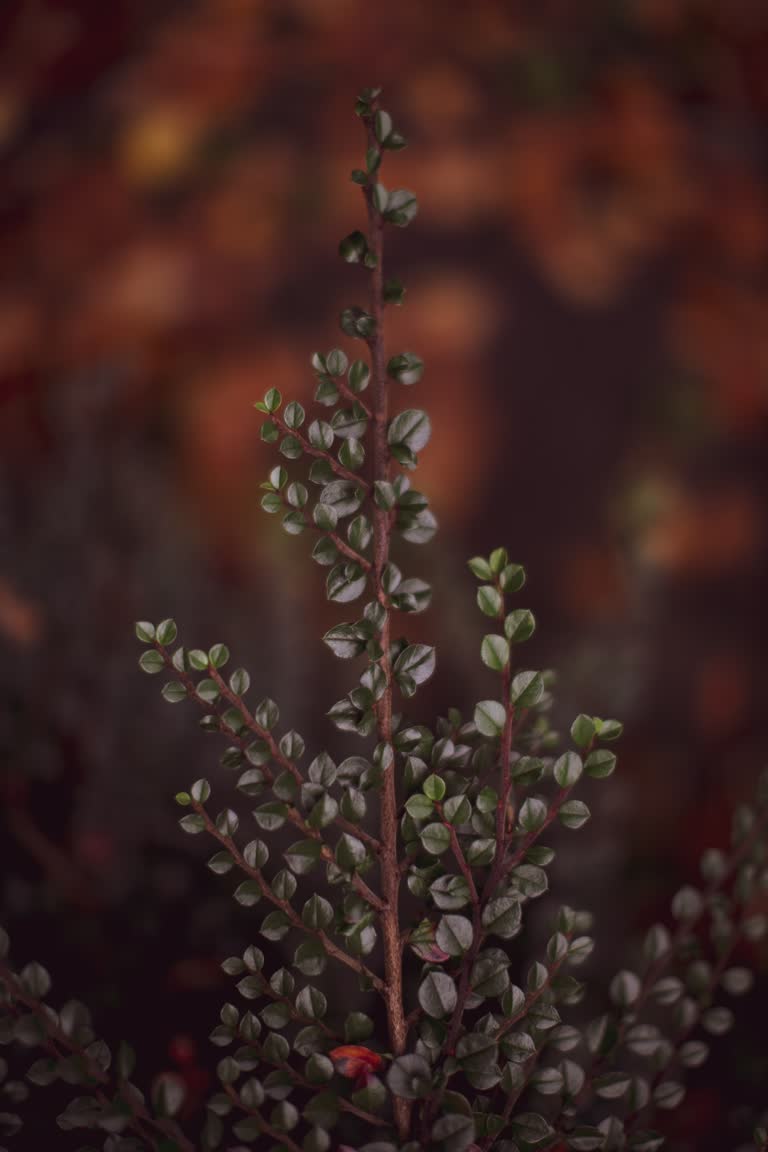 有一种绿叶红浆果的小植物