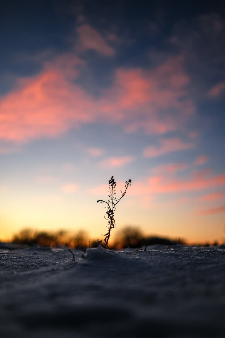 有一株小植物正在从雪中长出来