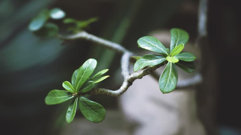 有一株小植物从花瓶里长出来