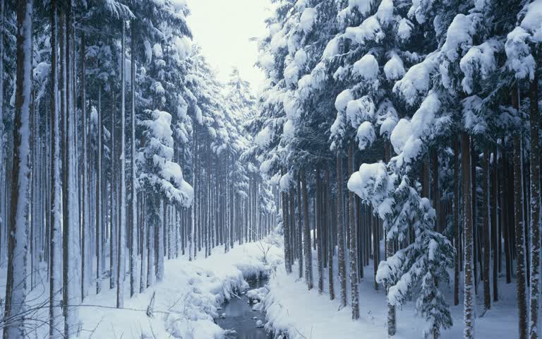 有一条小溪流过白雪覆盖的森林