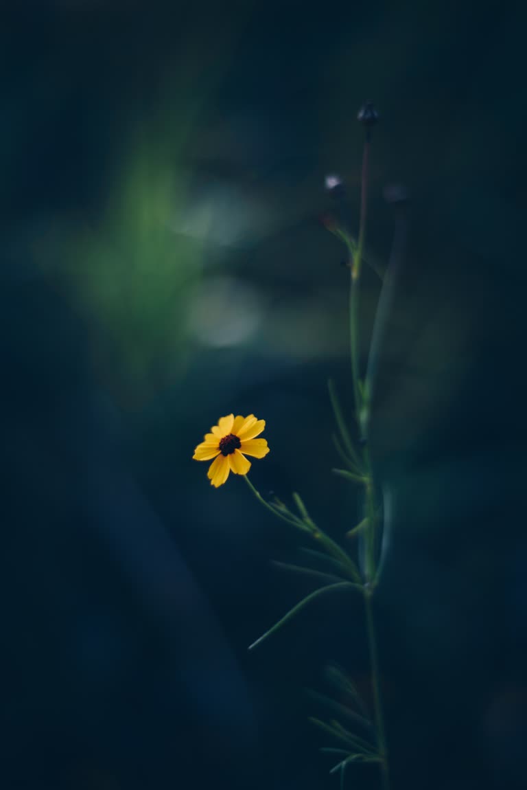 有一朵黄色的小花从地里长出来