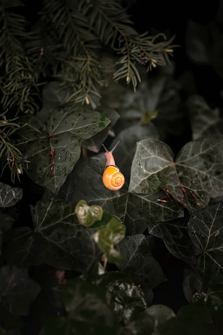 有一只蜗牛坐在一片树叶上