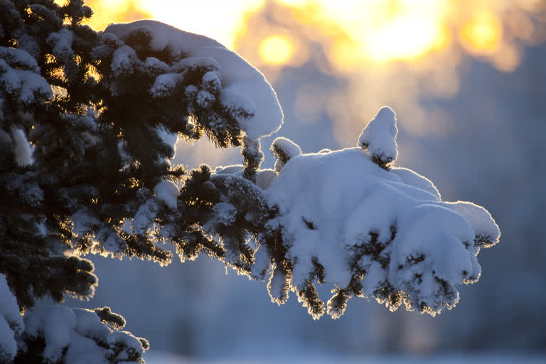 雪地里松树的树枝上有雪