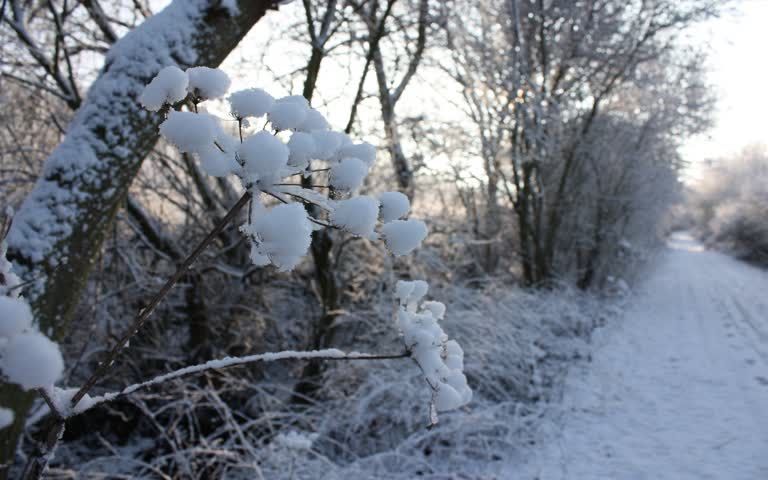 雪路上的树枝上有雪