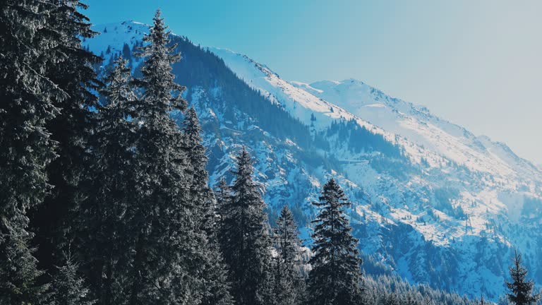 背景是一座白雪覆盖的山,松树成荫