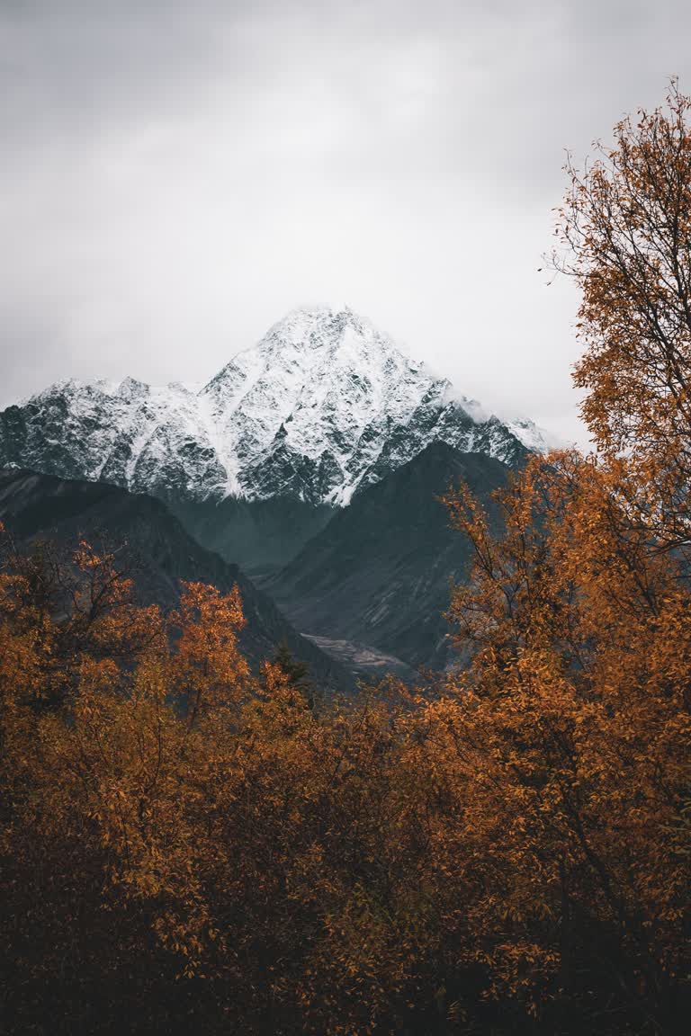 一些树后面远处有一座白雪皑皑的山