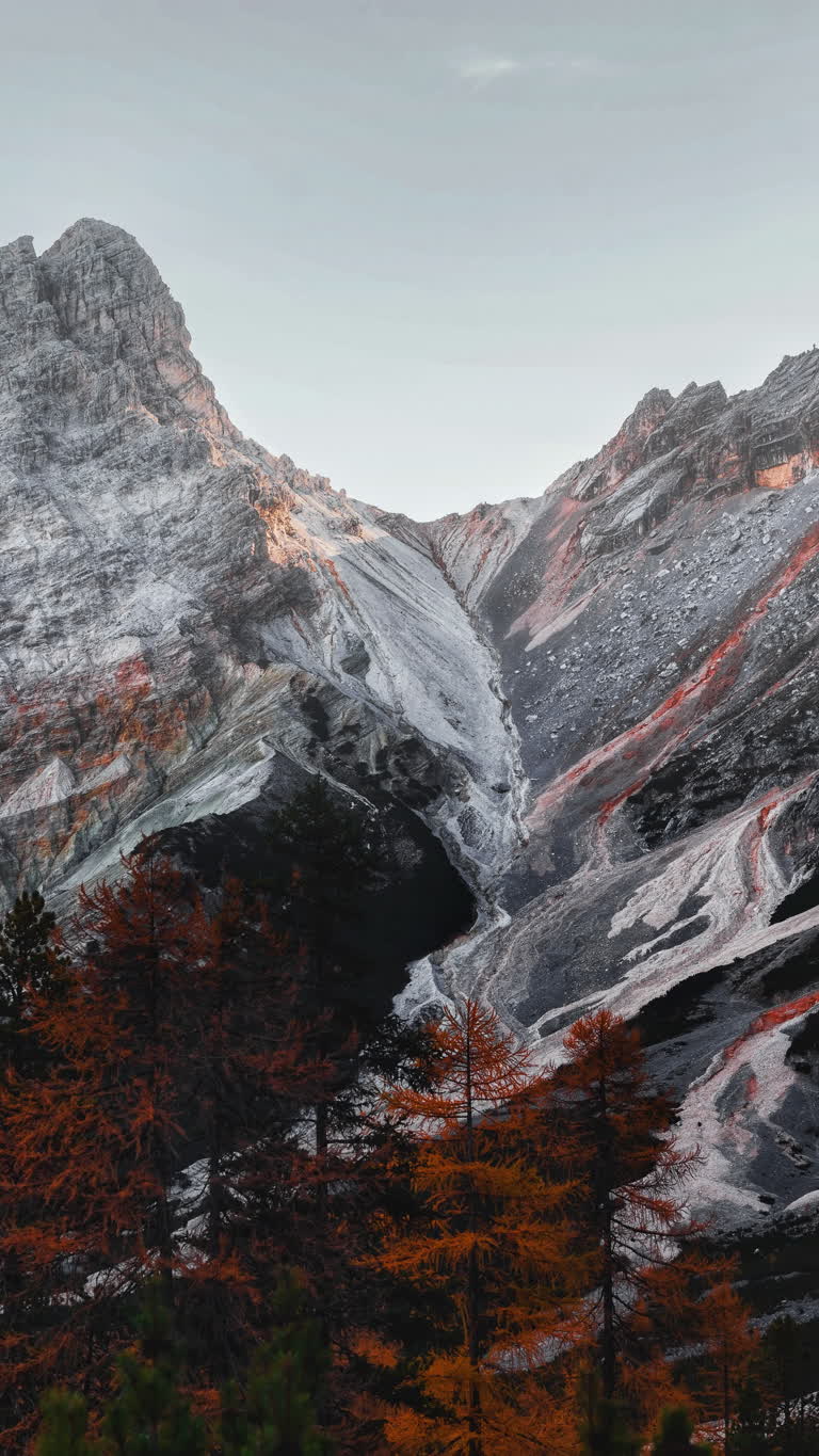 有一座白雪皑皑的山,前景中有几棵树