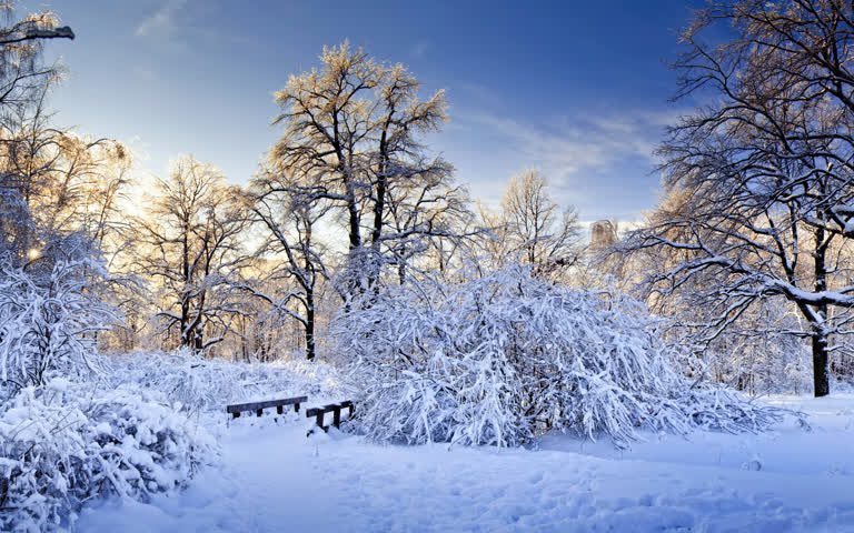树林中间有一张白雪覆盖的公园长椅