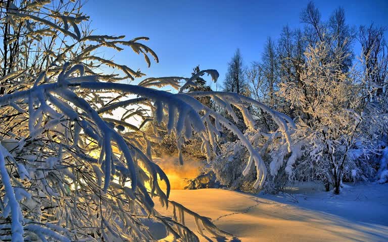 树林中间有一条白雪覆盖的小路
