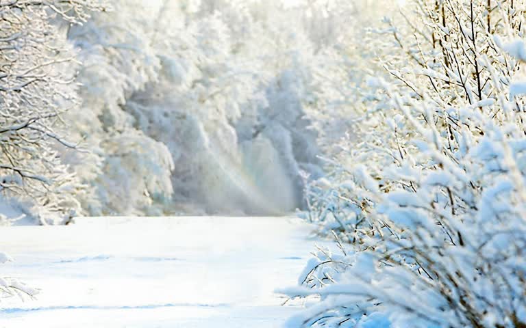 树林中间有一条白雪覆盖的小路