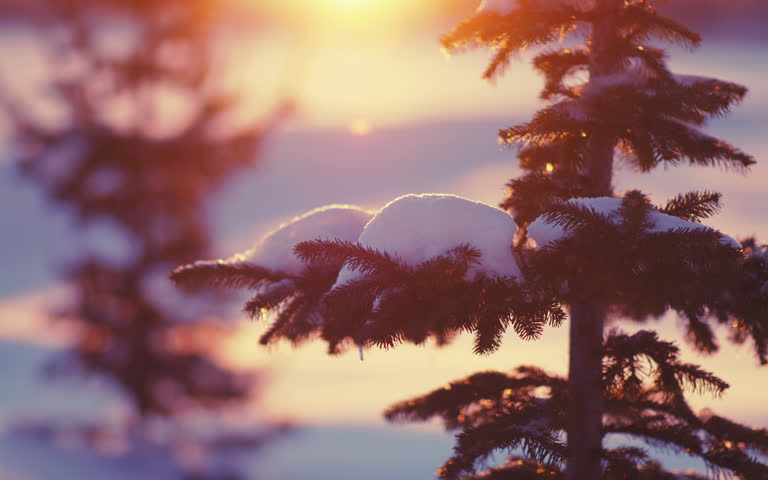 有一棵白雪覆盖的松树,背景是太阳