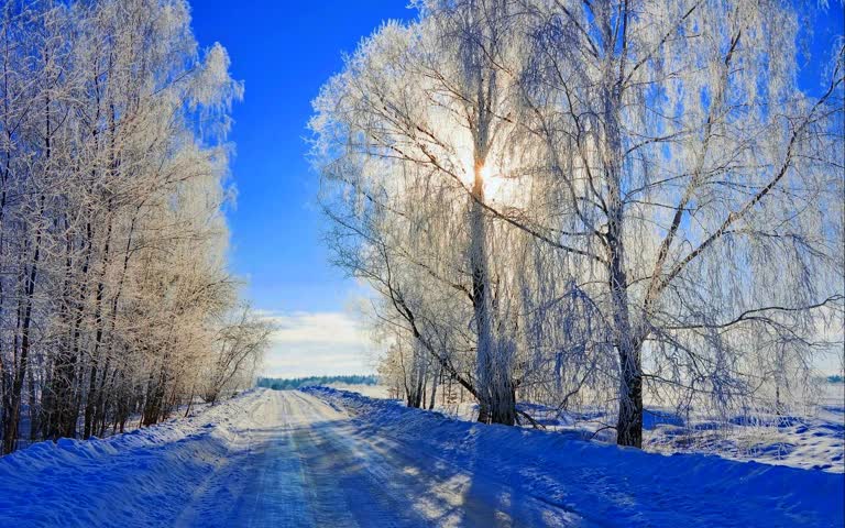 有一条白雪覆盖的道路,两旁种满了树木