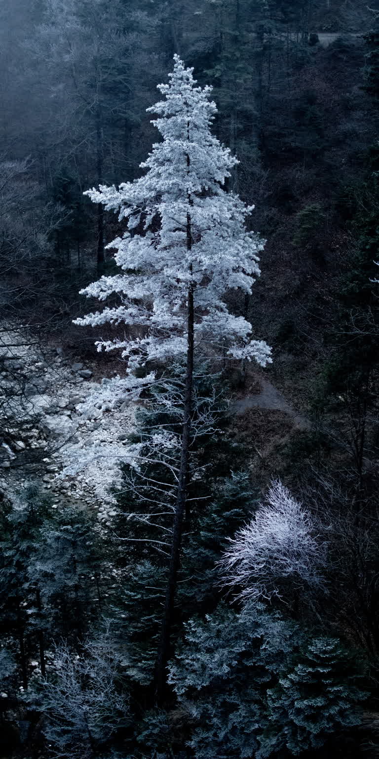 森林中间有一棵白雪覆盖的树