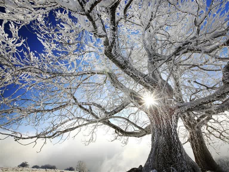 雪原中央有一棵白雪覆盖的树