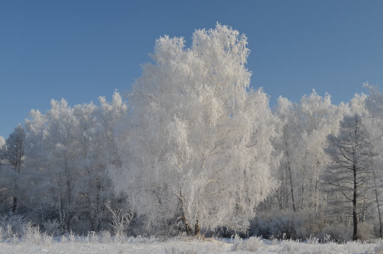 雪原中央有一棵白雪覆盖的树