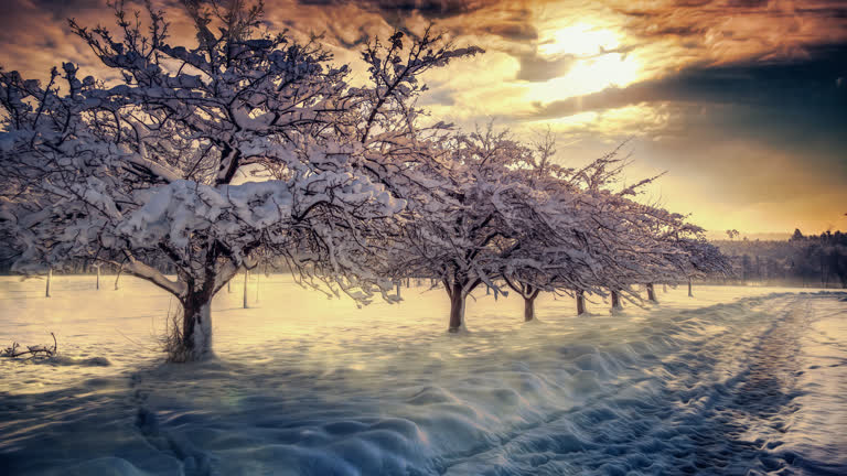 白雪覆盖的树木排列在雪原中央的小路上