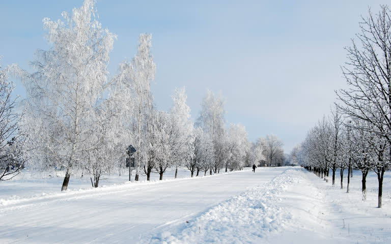 白雪覆盖的树木排列在公园中央的小路上