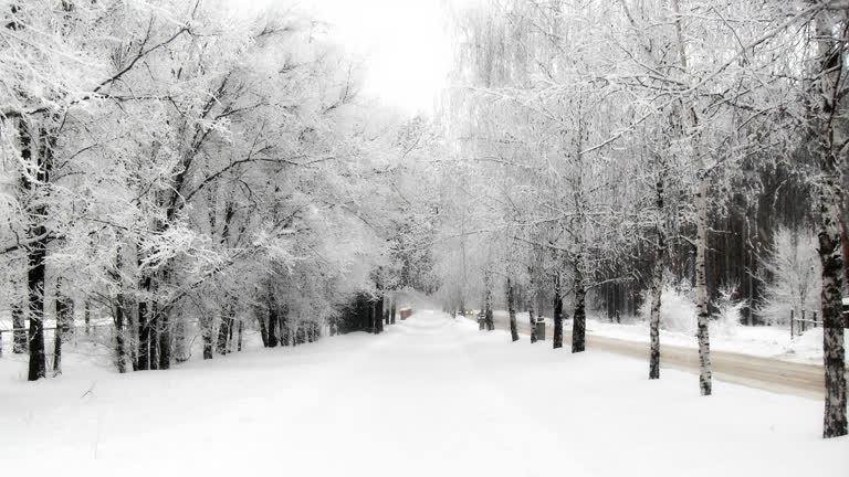 白雪覆盖的树木排列在森林中央的雪路上