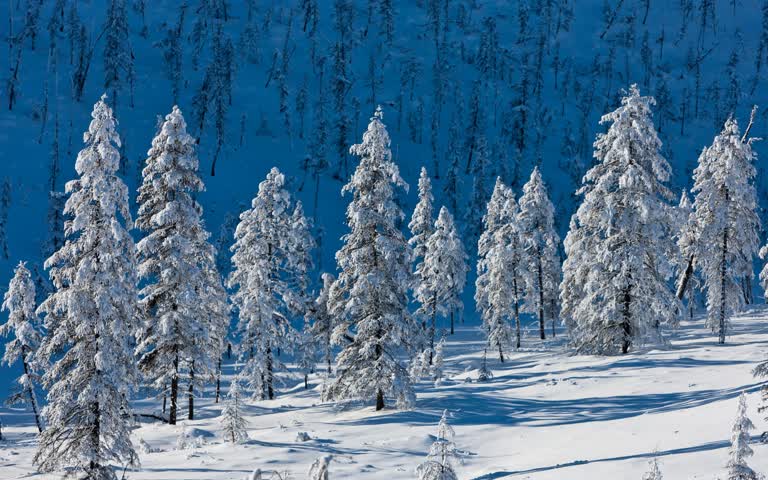 雪原中央有许多白雪覆盖的树木