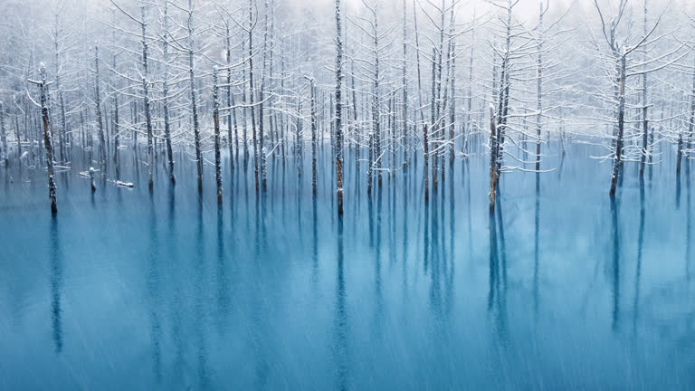 白雪皑皑的树木倒映在蔚蓝的湖水中