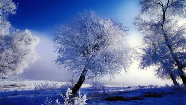 蓝天雪原上白雪皑皑的树木