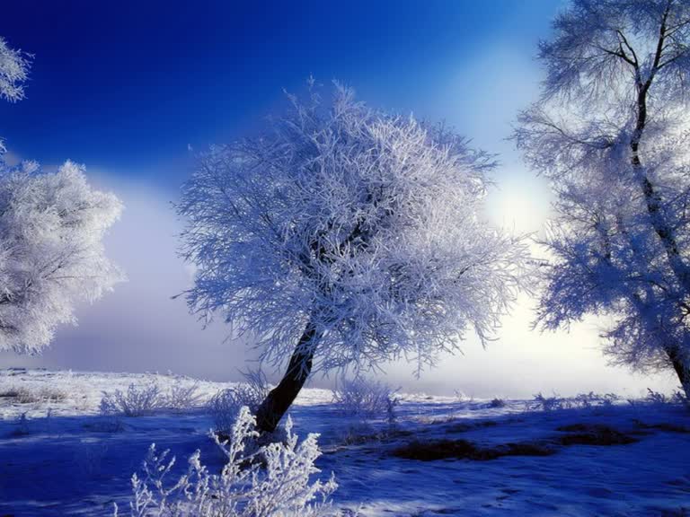 蓝天雪原上白雪皑皑的树木