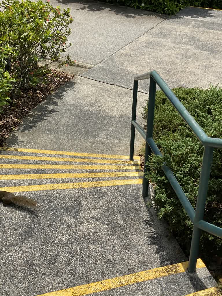 有一只松鼠正在走下一栋建筑物的楼梯