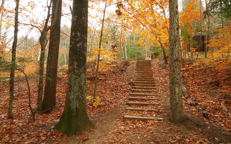 树林里有一组楼梯上山