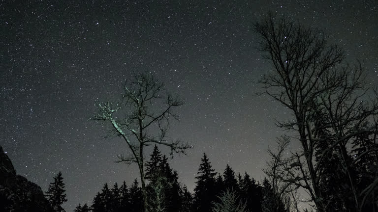 繁星点点的夜空,前景是树木和雪
