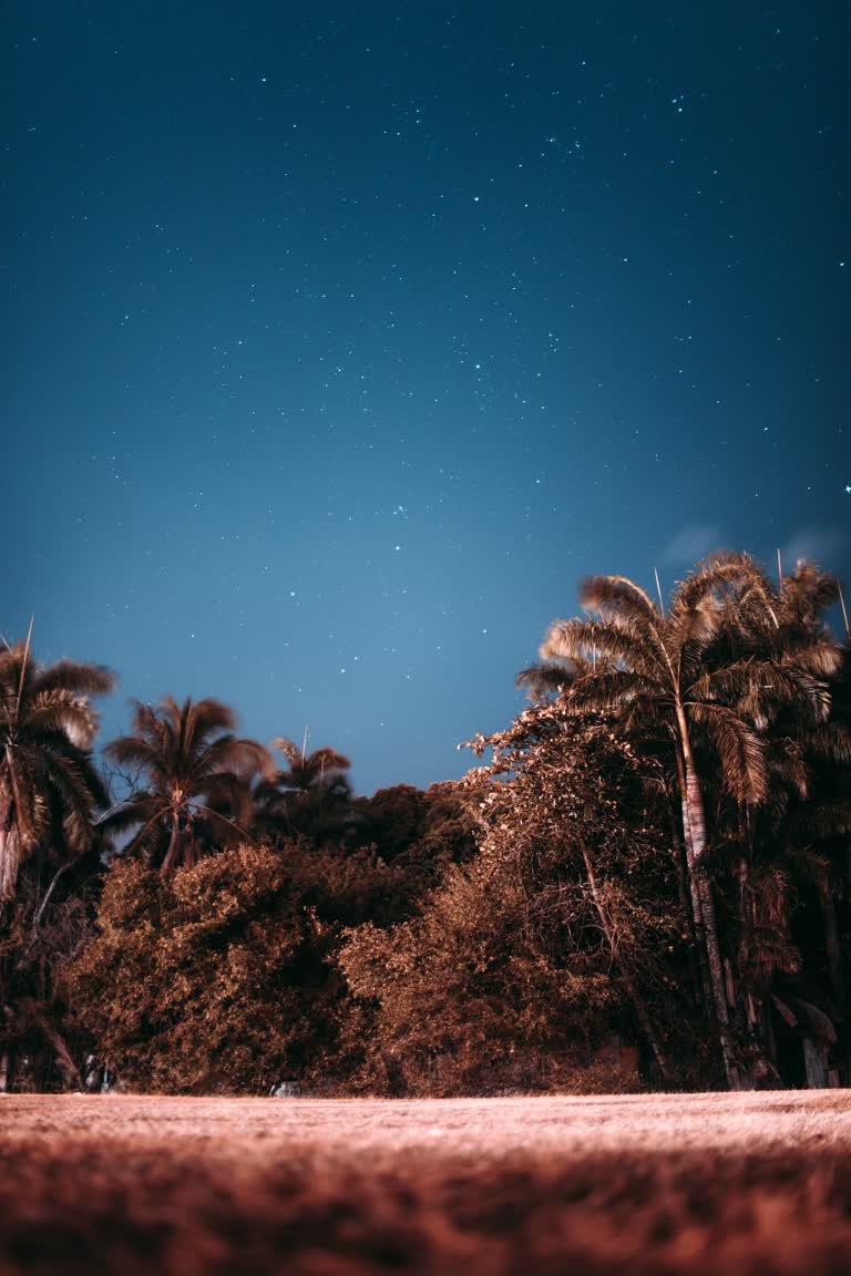 海滩上的星空,前景是棕榈树