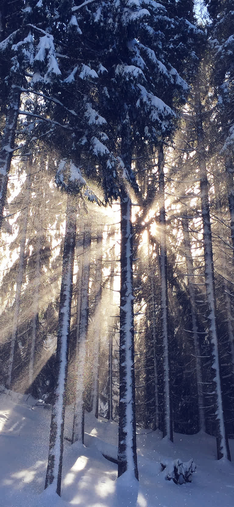 阳光明媚的日子里,阳光透过雪地里的树林照进来