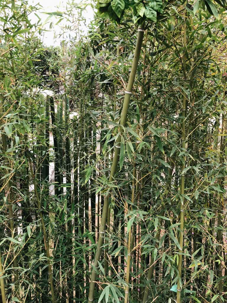 森林中间有一棵高大的竹树