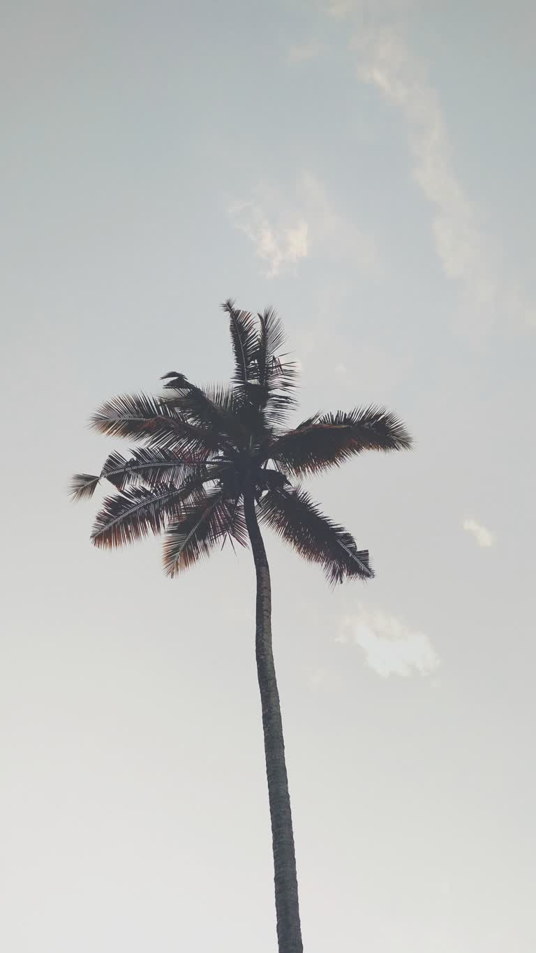 多云的天空中有一棵高大的棕榈树