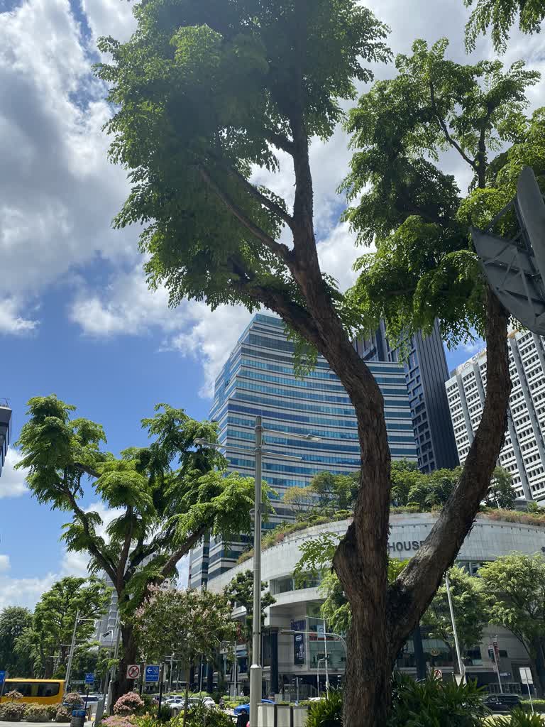 城市街道中间有一棵高大的树