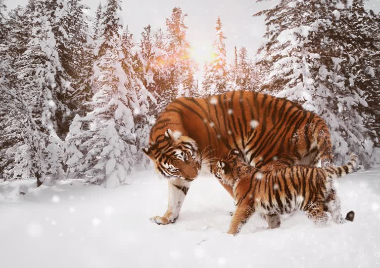 有两只老虎一起站在雪地里