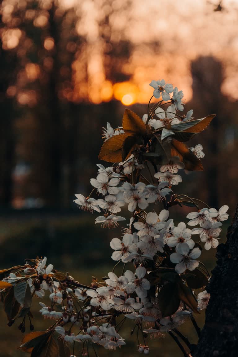 夕阳前有一枝开着白花的树枝