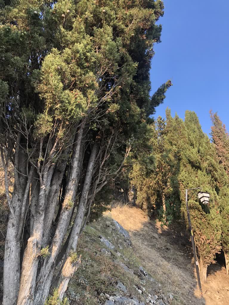 有一棵树生长在山坡上