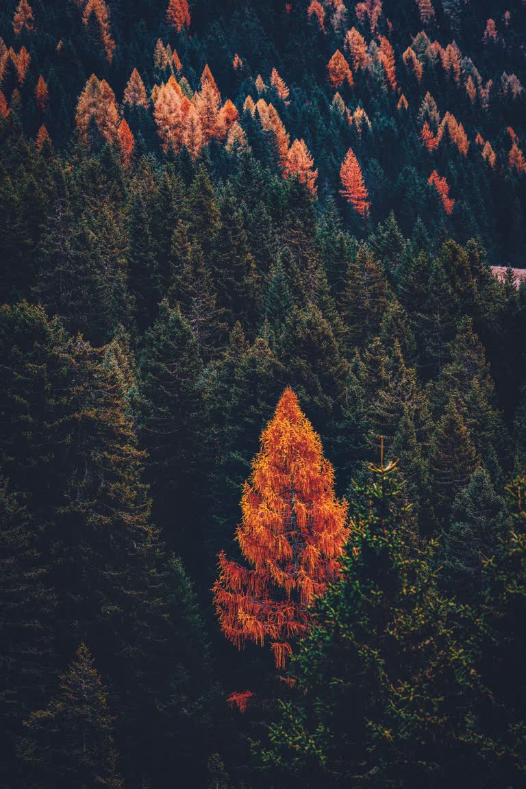 有一棵树矗立在森林中央