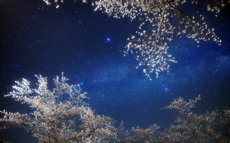 夜空中有许多树木盛开