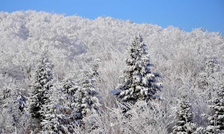 白雪覆盖的树木,背景是蓝天