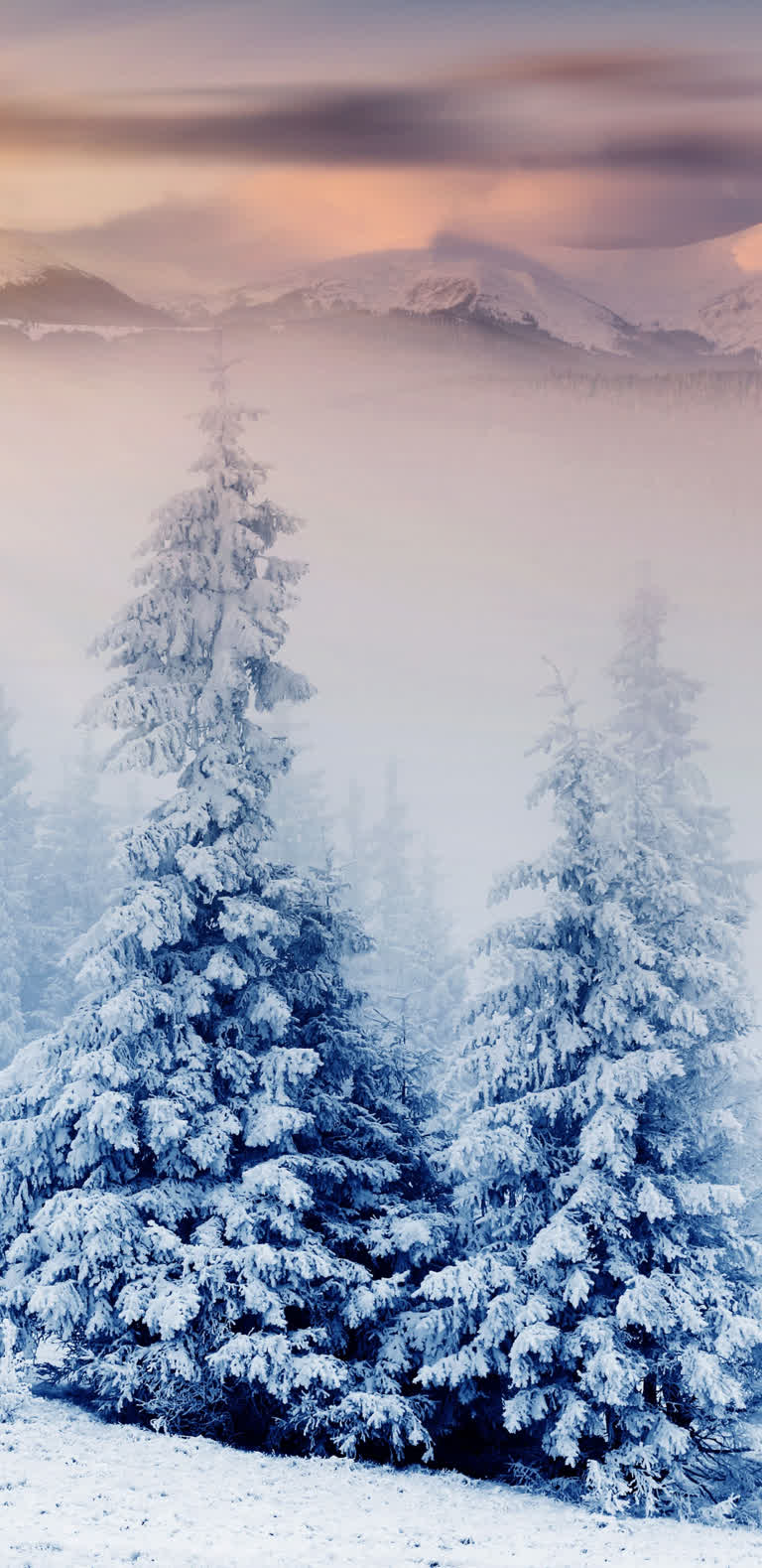 日落时分,山脉前被白雪覆盖的树木