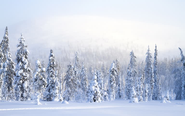 白雪覆盖的树木,背景是一座山