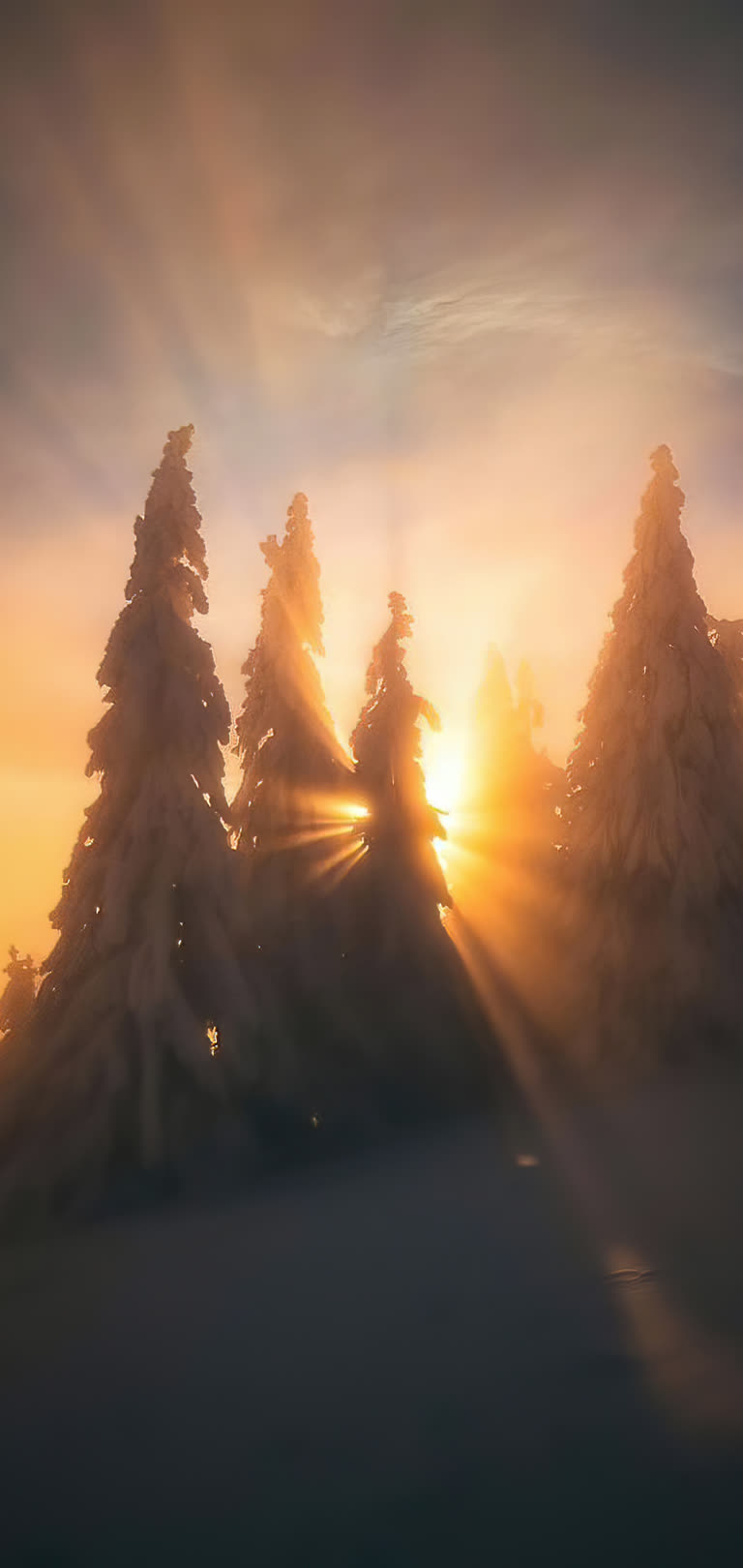 白雪覆盖的树木在夕阳的映衬下剪影