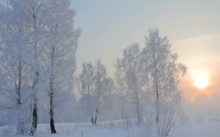 被白雪覆盖的树木,背景是夕阳西下